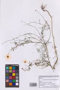 Tripleurospermum inodorum (L.) Sch.-Bip, Eastern Europe, Moscow region (E4a) (Russia)