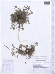 Astragalus nivalis Kar. & Kir., Middle Asia, Pamir & Pamiro-Alai (M2) (Kyrgyzstan)