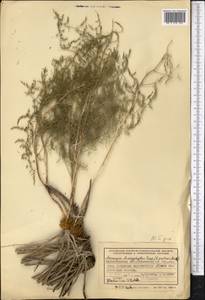 Asparagus brachyphyllus Turcz., Middle Asia, Northern & Central Kazakhstan (M10) (Kazakhstan)
