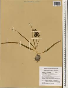 Bellevalia nivalis Boiss. & Kotschy, South Asia, South Asia (Asia outside ex-Soviet states and Mongolia) (ASIA) (Cyprus)