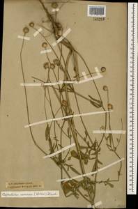 Cephalaria coriacea (Willd.) Roem. & Schult. ex Steud., Caucasus, Krasnodar Krai & Adygea (K1a) (Russia)