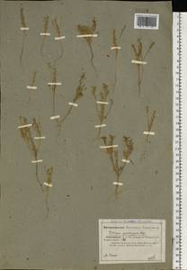 Tetracme quadricornis (Stephan) Bunge, Middle Asia, Caspian Ustyurt & Northern Aralia (M8) (Kazakhstan)