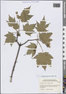 Acer ukurunduense Trautv. & C.A.Mey., Siberia, Russian Far East (S6) (Russia)
