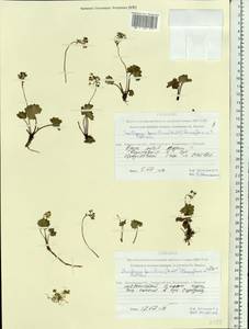 Micranthes nelsoniana var. insularis (Hultén) Gornall & H. Ohba, Siberia, Chukotka & Kamchatka (S7) (Russia)