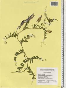 Vicia villosa Roth, Eastern Europe, Central region (E4) (Russia)