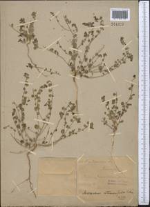 Andrachne telephioides L., Middle Asia, Syr-Darian deserts & Kyzylkum (M7) (Uzbekistan)