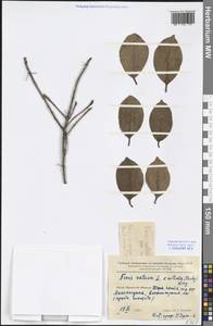 Ficus microcarpa L. fil., South Asia, South Asia (Asia outside ex-Soviet states and Mongolia) (ASIA) (China)