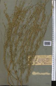 Artemisia persica Boiss., Middle Asia, Pamir & Pamiro-Alai (M2) (Uzbekistan)