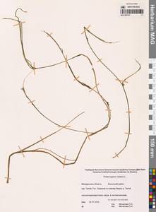 Potamogeton natans L., Siberia, Chukotka & Kamchatka (S7) (Russia)