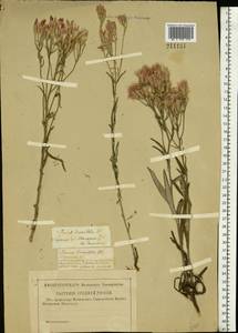 Jurinea multiflora (L.) B. Fedtsch., Eastern Europe, Lower Volga region (E9) (Russia)