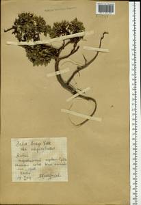 Salix berberifolia Pall., Siberia, Altai & Sayany Mountains (S2) (Russia)