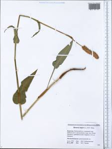 Bistorta officinalis subsp. officinalis, Siberia, Baikal & Transbaikal region (S4) (Russia)