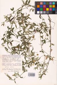 Lathyrus pratensis L., Eastern Europe, Lower Volga region (E9) (Russia)