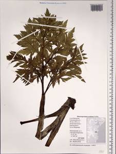 Pleurospermum uralense Hoffm., Siberia, Chukotka & Kamchatka (S7) (Russia)