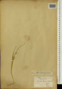 Pennisetum polystachion, Africa (AFR) (Gabon)