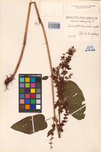 Rumex obtusifolius L., Eastern Europe, North-Western region (E2) (Russia)