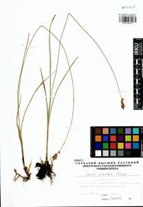 Carex praecox Schreb., Siberia, Baikal & Transbaikal region (S4) (Russia)