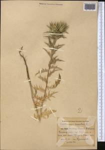 Carthamus lanatus L., Middle Asia, Pamir & Pamiro-Alai (M2) (Tajikistan)