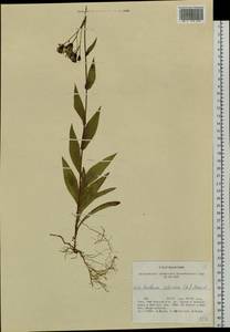 Lactuca sibirica (L.) Maxim., Siberia, Altai & Sayany Mountains (S2) (Russia)