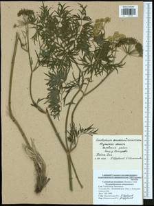 Cenolophium fischeri (Spreng.) W. D. J. Koch, Eastern Europe, Central region (E4) (Russia)