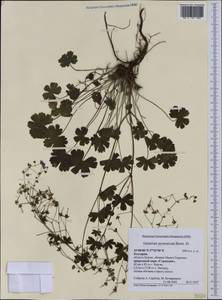 Geranium pyrenaicum Burm. f., Western Europe (EUR) (Bulgaria)