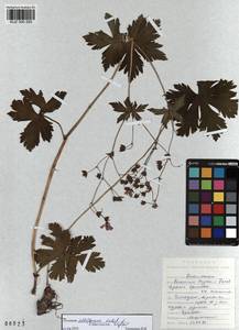 KUZ 000 293, Geranium albiflorum Ledeb., Siberia, Altai & Sayany Mountains (S2) (Russia)