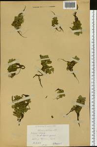 Salvinia natans (L.) All., Siberia, Western (Kazakhstan) Altai Mountains (S2a) (Kazakhstan)