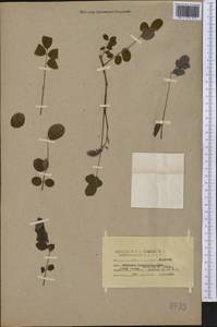 Robinia hispida L., America (AMER) (United States)