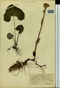 Petasites radiatus (J. F. Gmel.) J. Toman, Siberia, Altai & Sayany Mountains (S2) (Russia)