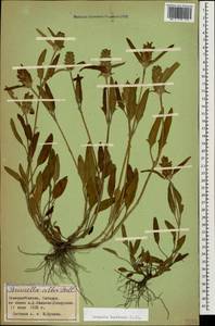 Prunella laciniata (L.) L., Caucasus, Stavropol Krai, Karachay-Cherkessia & Kabardino-Balkaria (K1b) (Russia)