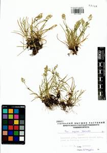 Poa supina Schrad., Siberia, Baikal & Transbaikal region (S4) (Russia)