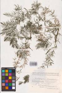 Ceratophyllum demersum L., Eastern Europe, Lower Volga region (E9) (Russia)