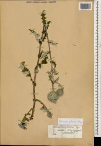 Echinops ossicus C. Koch, Caucasus, Dagestan (K2) (Russia)