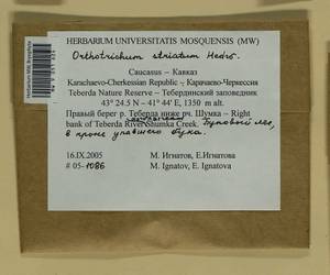 Lewinskya striata (Hedw.) F. Lara, Garilleti & Goffinet, Bryophytes, Bryophytes - North Caucasus & Ciscaucasia (B12) (Russia)