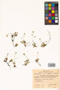 Micranthes merkii subsp. merkii, Siberia, Chukotka & Kamchatka (S7) (Russia)