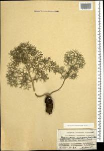 Bilacunaria microcarpa (M.Bieb.) Pimenov & V.N.Tikhom., Caucasus, Azerbaijan (K6) (Azerbaijan)