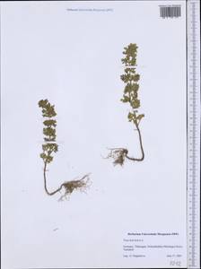 Teucrium botrys L., Western Europe (EUR) (Germany)