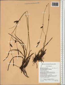 Carex distans L., Western Europe (EUR) (United Kingdom)