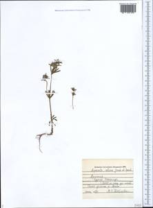 Asperula setosa Jaub. & Spach, Caucasus, Armenia (K5) (Armenia)