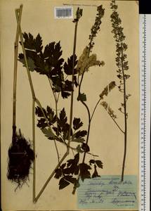 Actaea heracleifolia (Kom.) Compton, Siberia, Baikal & Transbaikal region (S4) (Russia)