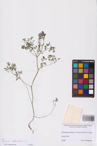 Fumaria officinalis L., Eastern Europe, Central forest-and-steppe region (E6) (Russia)