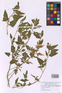 Atriplex prostrata DC., Eastern Europe, Moscow region (E4a) (Russia)