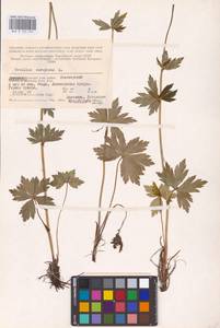 Trollius europaeus L., Eastern Europe, Northern region (E1) (Russia)