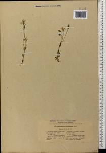Lomatogonium carinthiacum (Wulfen) Rchb., Caucasus, Georgia (K4) (Georgia)
