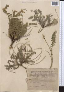 Oxytropis capusii Franch., Middle Asia, Western Tian Shan & Karatau (M3) (Kyrgyzstan)