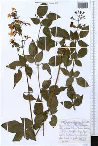 Jasminum abyssinicum Hochst. ex DC., Africa (AFR) (Ethiopia)