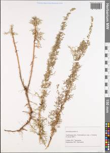 Artemisia pontica L., Eastern Europe, Central forest-and-steppe region (E6) (Russia)