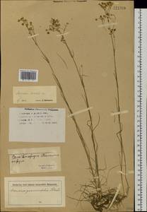 Eremogone saxatilis (L.) Ikonn., Siberia, Western Siberia (S1) (Russia)