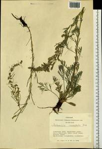 Artemisia pubescens Ledeb., Siberia, Altai & Sayany Mountains (S2) (Russia)