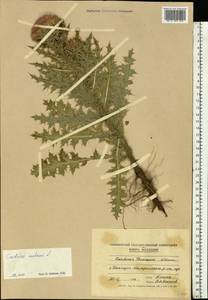 Carduus pycnocephalus, Eastern Europe, Moldova (E13a) (Moldova)
